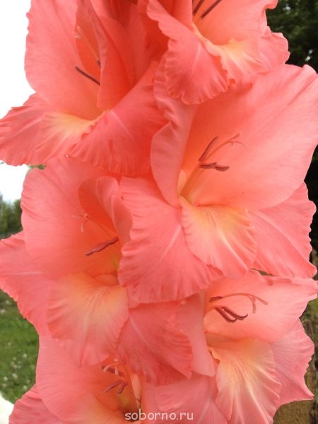 Наши цветы. В саду - ifon 076.jpg