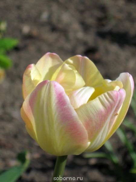 Наши цветы. В саду - IMG_2911.jpg