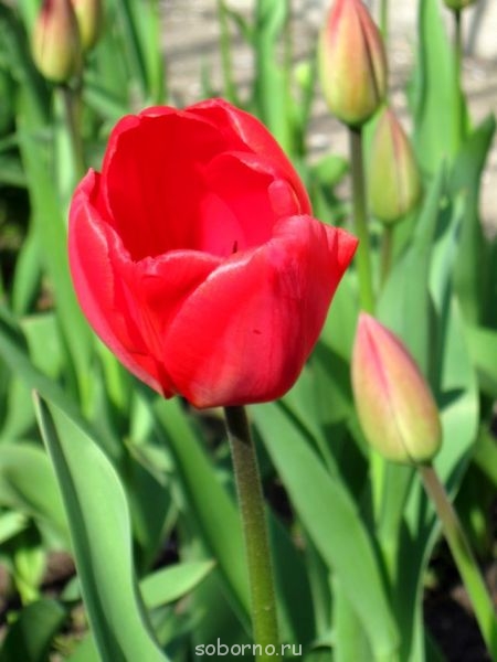 Наши цветы. В саду - IMG_2919.jpg