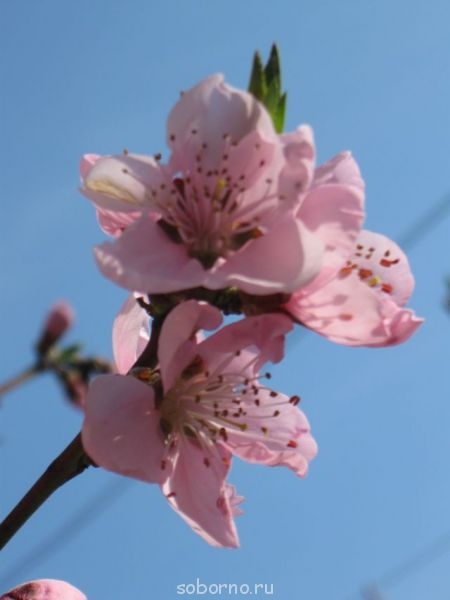 Наши цветы. В саду - IMG_2922.jpg