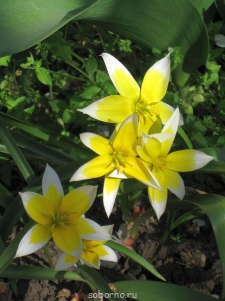 Наши цветы. В саду - IMG_2925.jpg