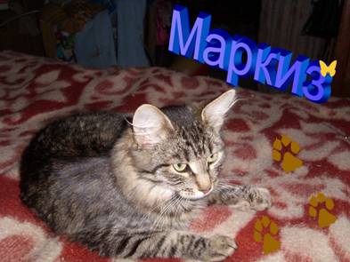 Кошки - очарование МОЁ - image001.jpg