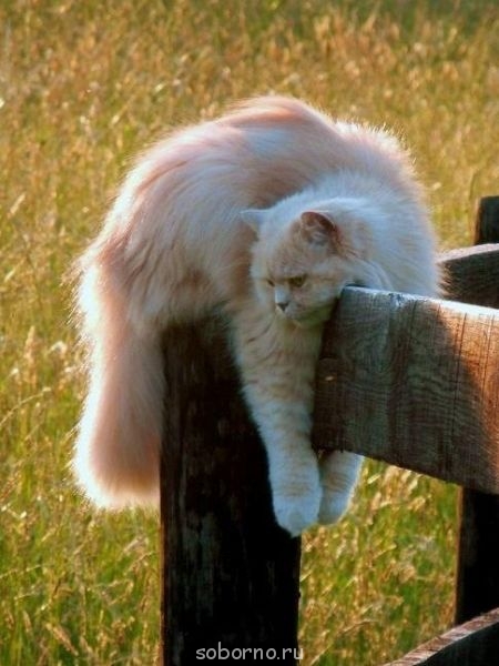 Добрые картинки - 3uBt9mp9zBI.jpg