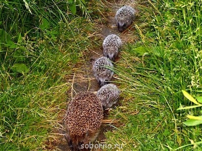 И еще семейка - image.jpg