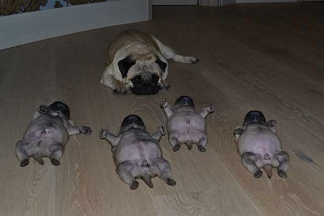 Они такие забавные смешные фото и видео  - getImage.jpeg