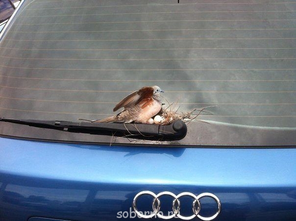 Про автомобили и автомобилистов - гнездо.jpg