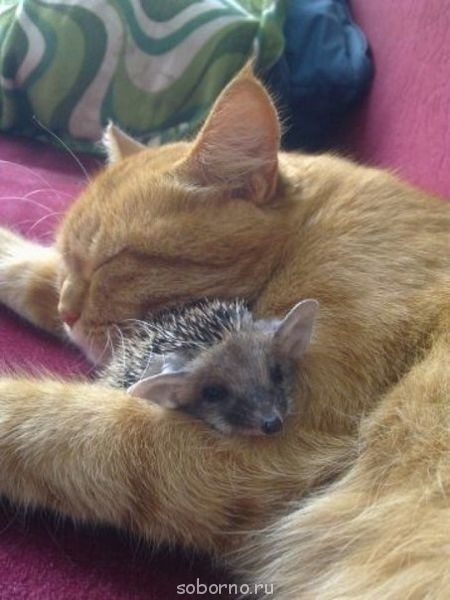 Добрые картинки - image.jpg