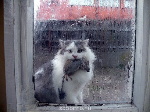 Кошки - очарование МОЁ - котег.jpg