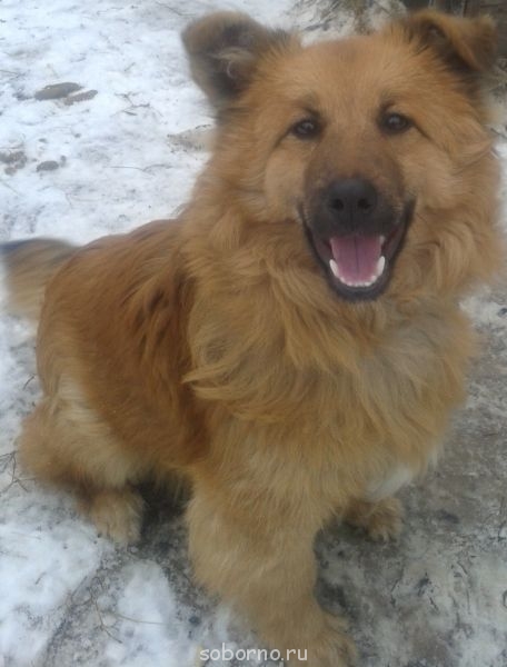 Наши верные друзья - собаки - 20140107_121421.jpg