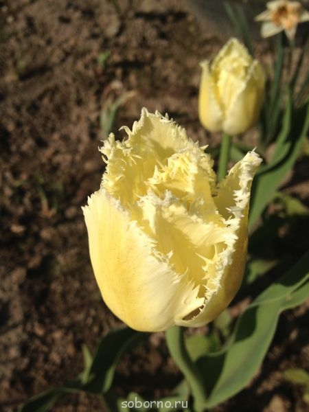 Наши цветы. В саду - IMG_3416.JPG