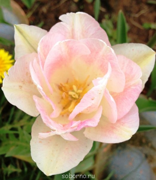 Наши цветы. В саду - IMG_3381.JPG