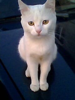 мой умка - IMG0710A.jpg