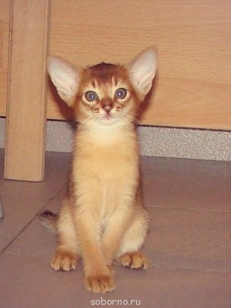 Они такие забавные смешные фото и видео  - image.jpg