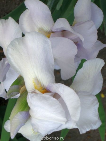 Наши цветы. В саду - IMG_3237.jpg