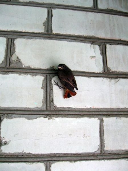 Пернатые соседи дикие  - IMG_3229.jpg