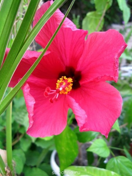 Домашние любимцы комнатные цветы  - IMG_3155.jpg