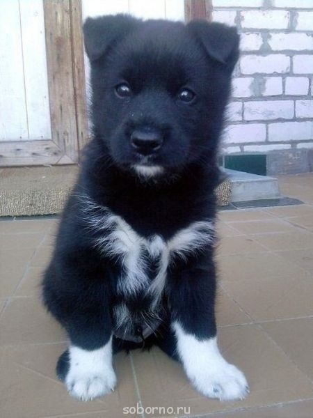 Наши верные друзья - собаки - image.jpg