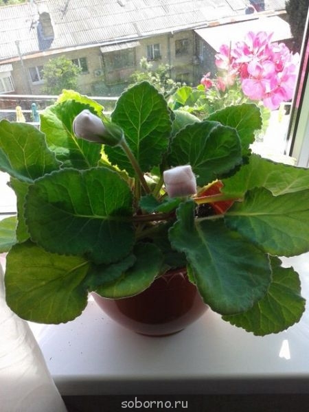 Домашние любимцы комнатные цветы  - image.jpg