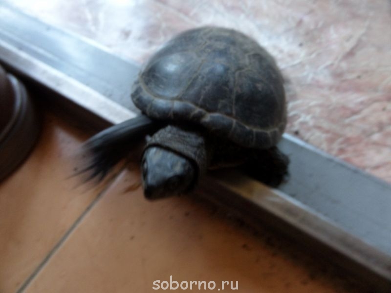 Черепаха - черепаха.jpg