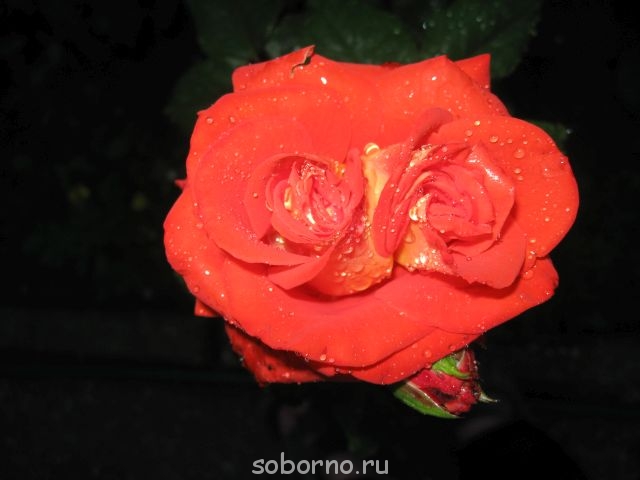 Наши цветы. В саду - IMG_3473.jpg