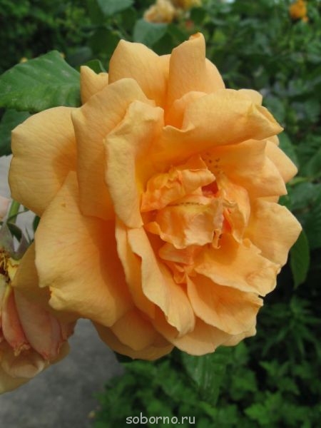 Наши цветы. В саду - IMG_3504.jpg