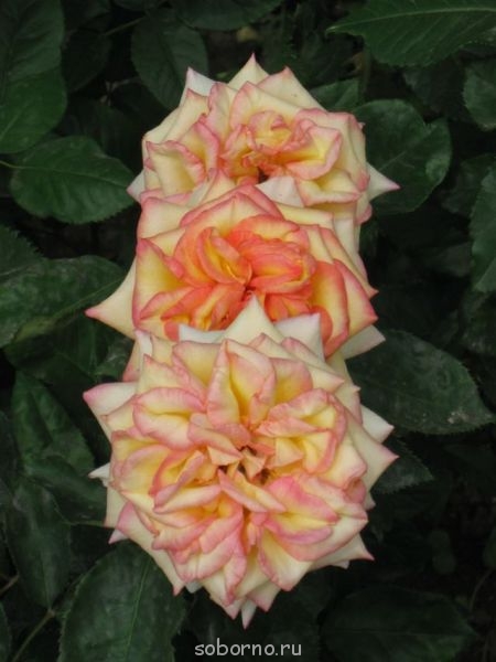 Наши цветы. В саду - IMG_3512.jpg