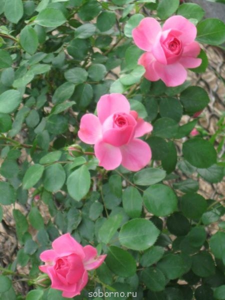 Наши цветы. В саду - IMG_3309.jpg