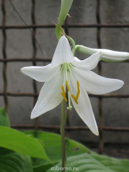 Наши цветы. В саду - IMG_3517.jpg