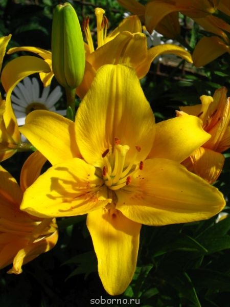 Наши цветы. В саду - IMG_3547.jpg