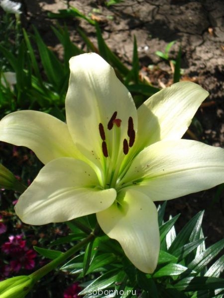 Наши цветы. В саду - IMG_3549.jpg