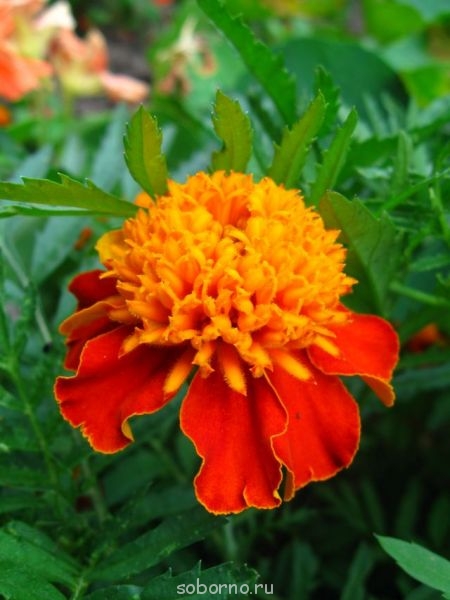 Наши цветы. В саду - IMG_3534.jpg