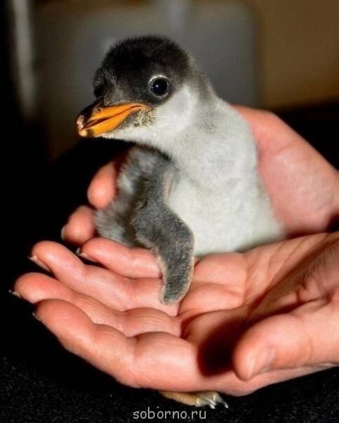 Добрые картинки - image.jpg