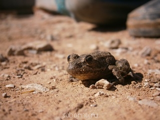 Помощь малоимущей семье - 010.JPG