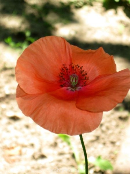 Наши цветы. В саду - IMG_3633.jpg