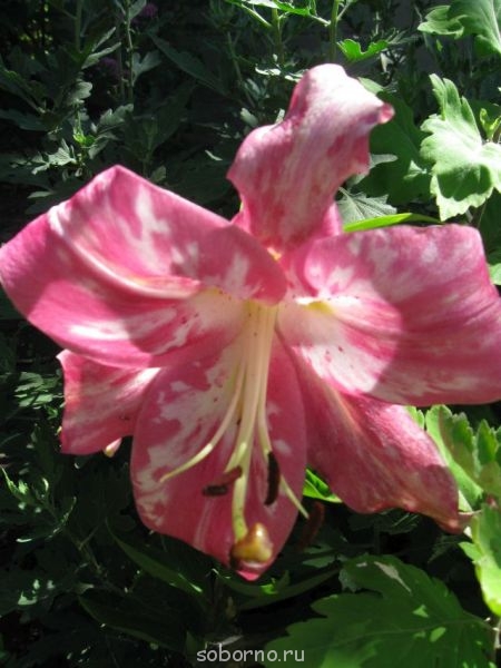 Наши цветы. В саду - IMG_3844.jpg