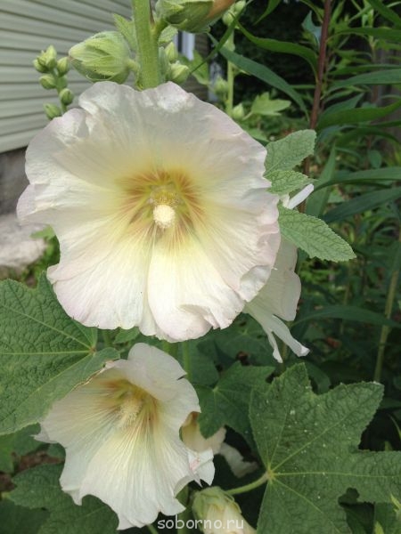 Наши цветы. В саду - IMG_3861.JPG