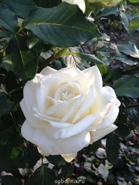 Наши цветы. В саду - IMG_3890.JPG