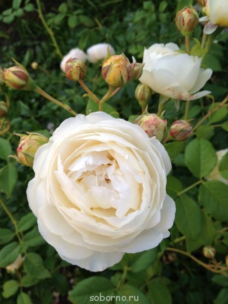 Наши цветы. В саду - IMG_3896.JPG