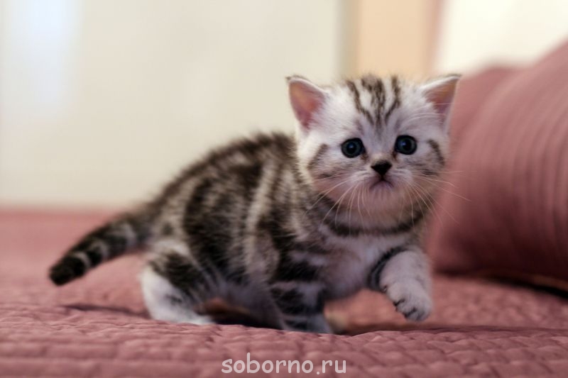 Кошки - очарование МОЁ - IMG_7158.JPG