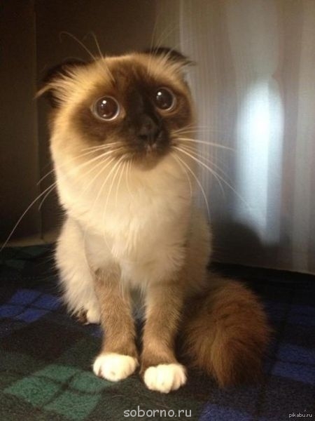 Они такие забавные смешные фото и видео  - image.jpg