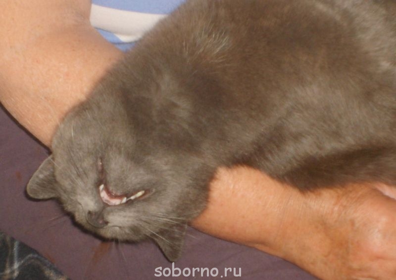 Кошки - очарование МОЁ - S6000119.JPG