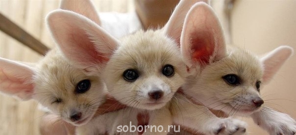 Они такие забавные смешные фото и видео  - image.jpg