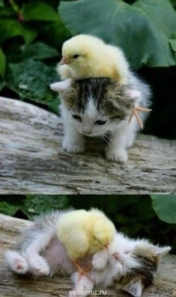 Добрые картинки - image.jpg