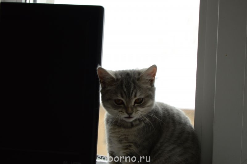 злится, 4 мес. - 023.JPG