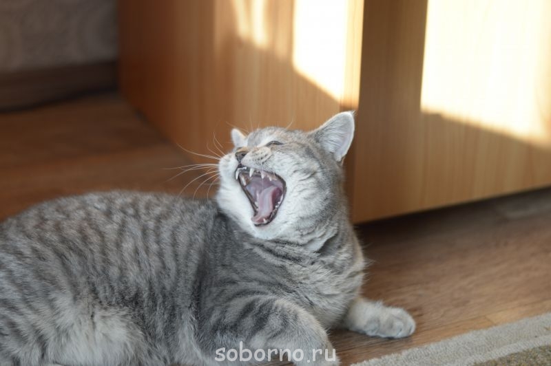 зевает, 9 мес. - 045.JPG