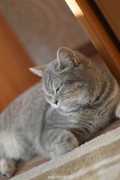 дремлет, 9 мес. - 047.JPG