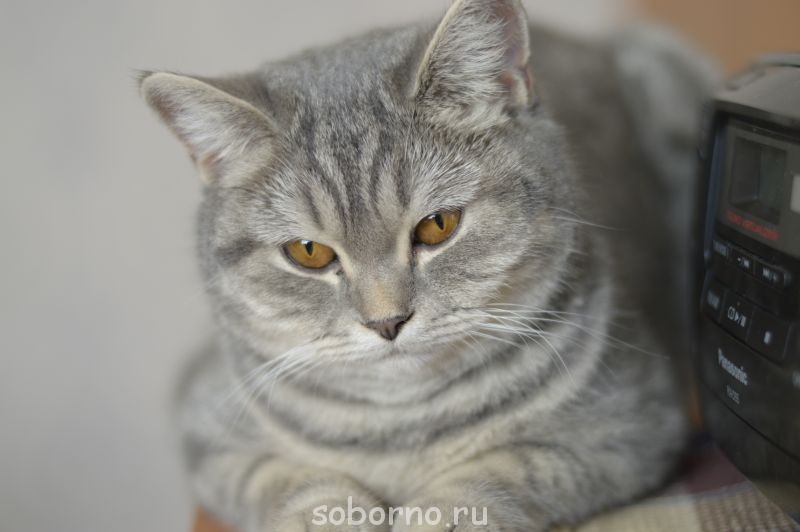 любит слушать радио, 9 мес. - 001.JPG