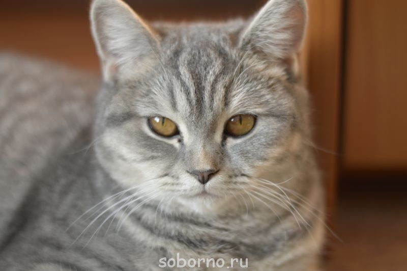 портрет :- , 9 мес. - 046.JPG