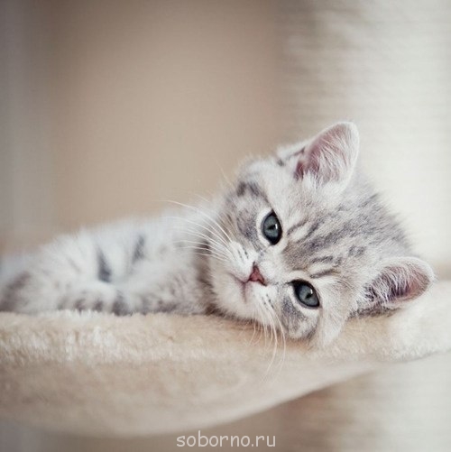 Добрые картинки - 6Yd1CsjqkgI.jpg