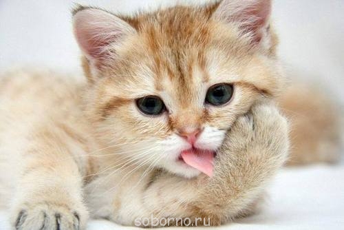 Добрые картинки - t9AwtP0Amhk.jpg